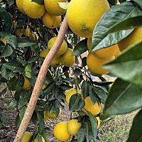 都看过来，非常新鲜，现在开始预售