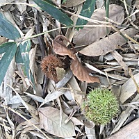 院子外的板栗树，风一吹过准能在地上找到！生吃很甜！