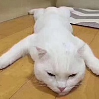 想知道男女的来！进口正品的测试卡是经过万名孕妇反复验证，最终测定结论：准确率99%.用过的宝妈目前没...