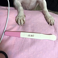 加深了。末次月经11.21号，愿安全度过危险期。