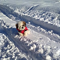 波兰冬天的雪真厚😭