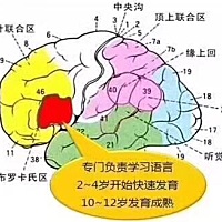 分享一个育儿知识：下图1红色部分“布罗卡斯区”，法国神经解剖学家布罗卡斯发现的大脑的一块区域。是人...