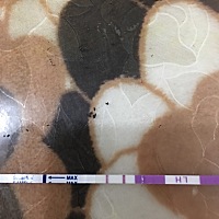 排卵第十四天，姨妈推迟6天，pl试纸测出强阳，zzy还是白板，有希望怀孕🤰吗？