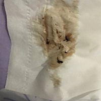 怀孕四十天，流出的这个是什么东西啊😢