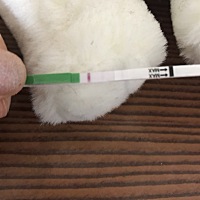 这是弱弱阳吗？月经还有三天来，我忍不住用排卵试纸试了一下，普通水印还是弱弱阳！