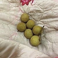 孕晚期可以吃这个吗？