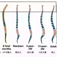 宝宝要睡枕头吗？定型枕呢？ 大人们需要睡枕头的原因是因为我们已经发育完全，有生理弯曲比如颈曲、腰曲...