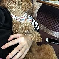 从抱养的那一刻就没想过送走，抱养不久就发现怀孕了，从怀孕就劝不能养，但我却一直坚持养下去，偶尔还...