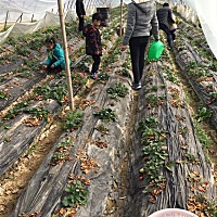 🍓采摘 无激素又便宜