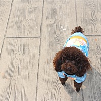 准备怀孕 几月份好 可以继续养狗狗吗 定期疫苗定期驱虫