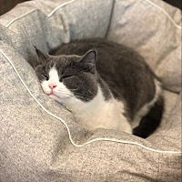 宝妈们，宝宝要几个月才可以吃补钙的啊？我宝宝现在两个半月只给补了鱼肝油，其他都没有补，还有什么需...