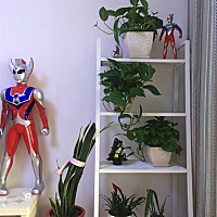 新整的花架 过几天买花去 哦耶✌️