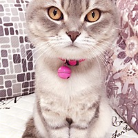 有没有孕妈妈养猫咪的，打算备孕了，我的猫咪仲么办呢