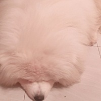 各位朋友们我想请教问一下备孕期间我该吃哪些营养素保健品，本人贫血体质较弱有点瘦，想请教各位宝妈们...