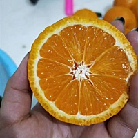 孕后一天就想吃酸的果子，满大街都是甜的果子，好在自己家有这个青果啊，果酸味十足的货，，你们有和我...