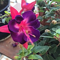 这孕晚期了，大概四月底预产期，没胃口吃不下饭，什么也不想吃，真是愁