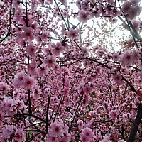 各位孕妈妈👩🏻们，优美又跟我一样：烧心、反胃，超级难受的啊。吃什么能缓解啊😨😨