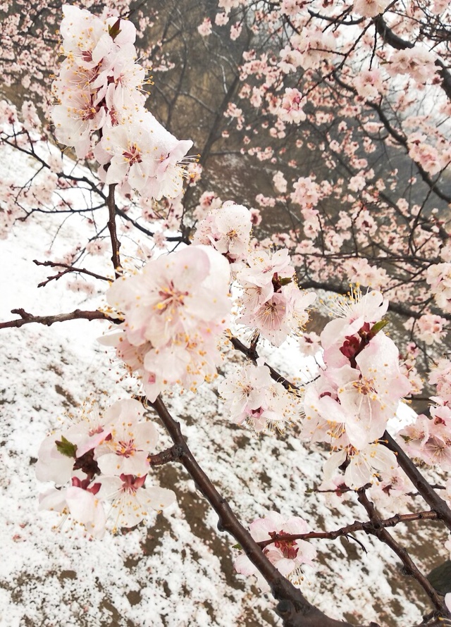 美则美矣，我们的心在滴血，为何？今天的丰收年成了未知的了，大家仔细看，可以看到花朵的颜色是发青的，被冻了。即使被冻到，娇嫩的花朵依然坚强的随风摆动。