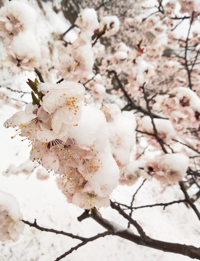 清明时节雨纷纷，如今是清明时节雪纷纷，不到几个小时，积雪达到五厘米，上午去到地里的时候，遥远的看着就相当激动人心，真心是太美了。