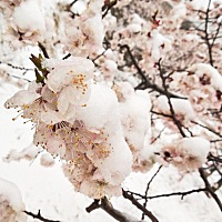 美炸天的阳春三月杏花雪，带你体会不一样雪景