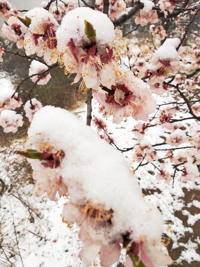 已经是开始融化的杏花雪，清爽欲滴，确实的，这个时候积雪已经快速融化，雪水如同下雨一样落下，仔细的可以听到下雨的声音。
