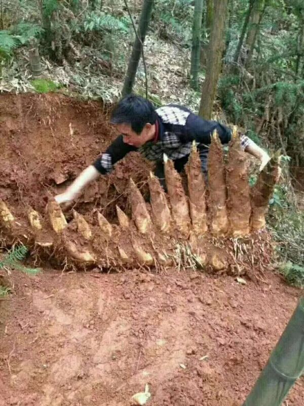 连连的春笋，美味的这么多哈……