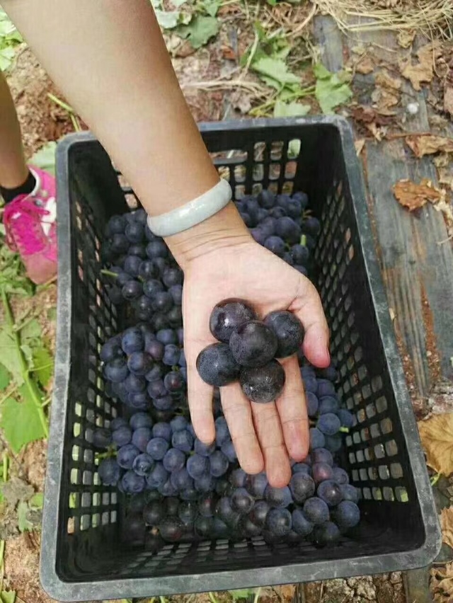 诱人的新品葡萄，今天就吃个够...