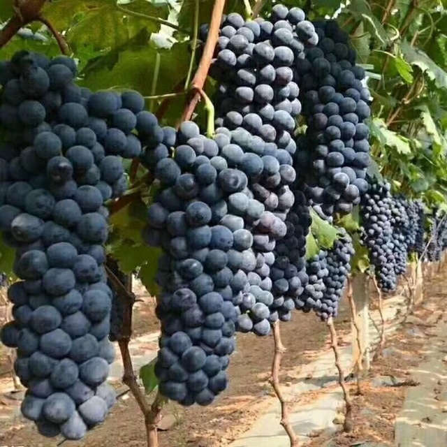 新鲜上市！！！一咬一个响的【云南蒙自夏黑无核葡萄】果粉浓厚，果肉硬脆
夏黑葡萄产于日本，巨峰后代。特点是早熟，无核，高糖低酸，香味浓郁，肉质细脆，硬度中等，在欧美葡萄里算比较硬。蒙自夏黑香甜可口，微微发酸，皮紧沾果肉，可以吃葡萄不吐葡萄皮哦！！是中国市场上最为好吃的葡萄品种之一。