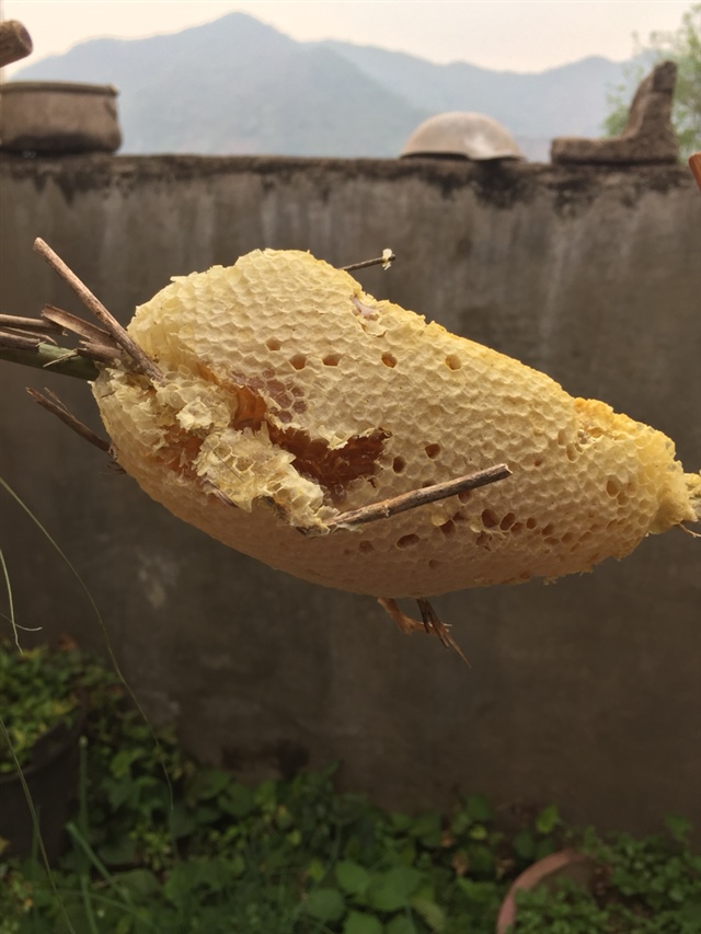 蜜蜂驱赶开后的蜂巢蜜
