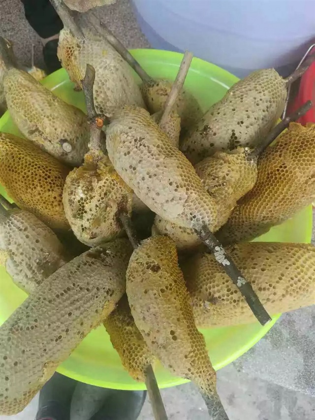 珍贵的深山野生蜜