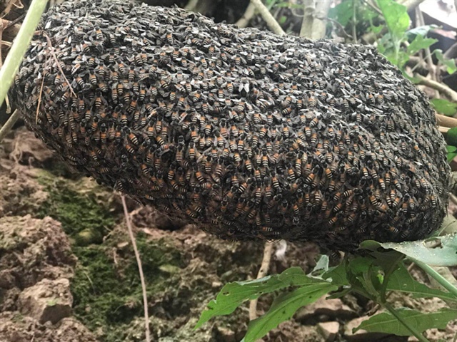 山里找野生蜜时拍摄