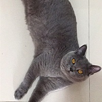 有怀孕期间家里养猫的准妈妈嘛？备孕期 家里养一只猫