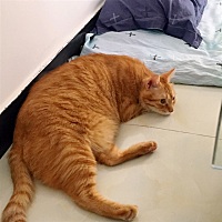 准妈妈们 你们怀孕前有没有做孕前检查呀？