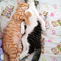 宝妈们，你们孕前检查主要检查哪些项目？宝爸需要检查吗？