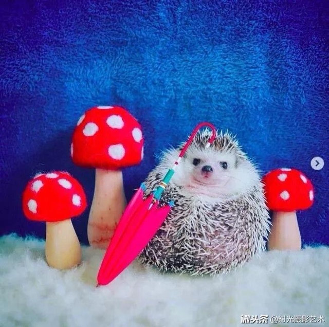 一组萌出血的刺猬写真照，好想也去养一个！