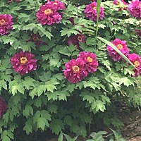 备孕两个多月了，这两天肚子疼胸也有点痛然后今天中午大姨妈来了，哎好灰心啊！