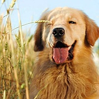 孕中期吃什么水果好