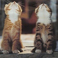 宝妈们 你们怀孕期间可以画眉吗？