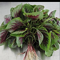 孕早期到底能不能吃红苋菜？我看有的说能吃，有的说吃了会滑胎……晚上吃了好多，而且还是连根一起吃的...