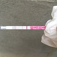 这算排卵期到了吗？