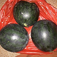 本地西瓜出来了