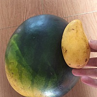 还是大西瓜甜点，这个西瓜有十斤重