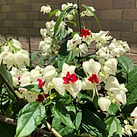 大中午的把我抓出来👿，说要晒晒太阳才健康🤕。