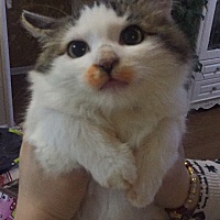 亲爱的们  孕前都用什么护肤品  吃什么保健品啊？请教一下，谢谢谢谢谢谢