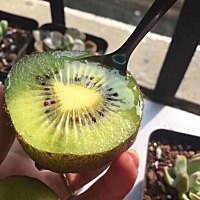 只花了19.9居然邮来了30个大猕猴桃 我超级喜欢吃猕猴桃,满满的VC,是酸甜口的,不过甜盖 过酸 有的有点硬,...