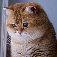 怀孕四个月，这几天咳嗽，请问有什么食疗良方？