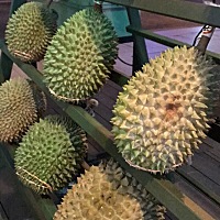 正宗猫山王榴莲