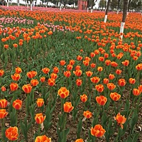 今天5月15日，上月4月2号的生理期，至今已推迟13天，13号测的早孕白板，今天已经开始吃黄体酮加维生素E...