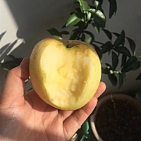 昨晚告诉老公，我想吃苹果了，老公立马找了朋友买了苹果，听说是山东产的奶油富士，超级新鲜，产地现摘...