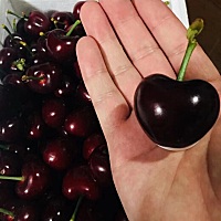 大连美早樱桃、非常非常甜，自家产！有没有宝妈想代卖的！自己宝宝都在吃的大樱桃！想吃无公害的樱桃来...